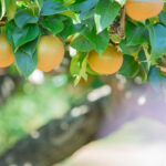 千葉のめぐ実 梨スパークリングワイン：千葉の梨を堪能できるフルーティーな地酒